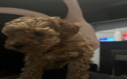 Toy Poodle dogs for sale:  Toy poodle apricot male  - Advert 5