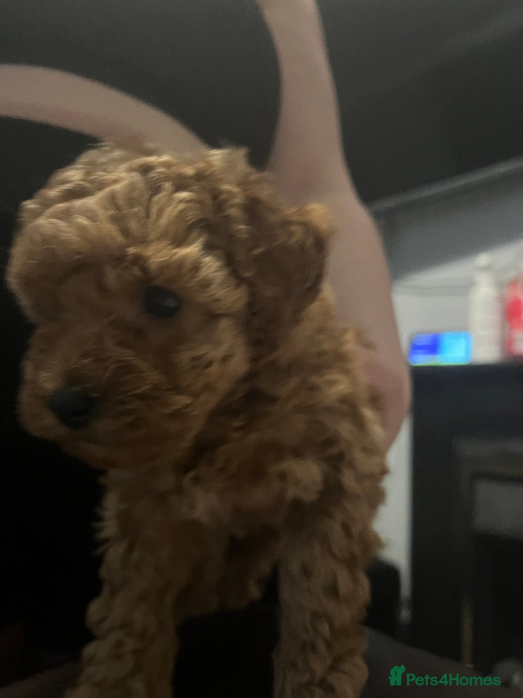 Toy Poodle dogs for sale:  Toy poodle apricot male  - Advert 5