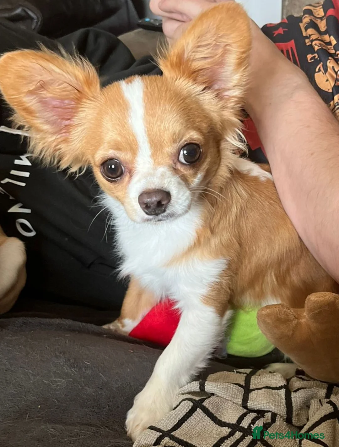 Chihuahua dogs for stud: Lenny in Cannock - Advert 2