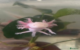 Axolotl reptiles for sale: Juvenile Pink leucistic albino axolotls £35 each - Advert 2