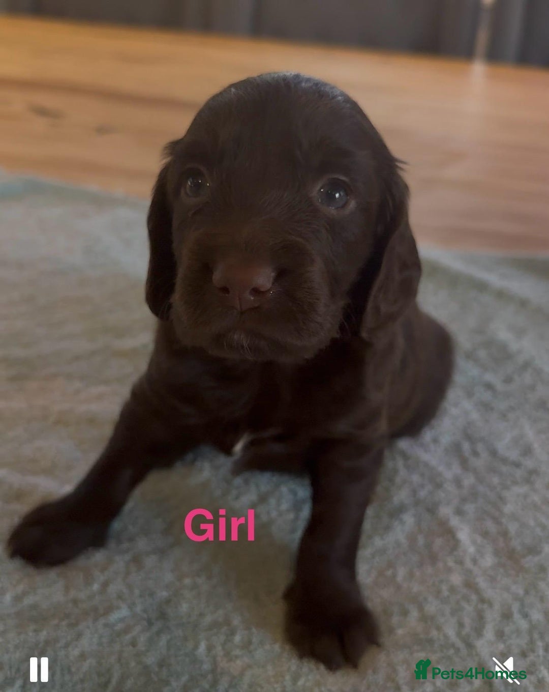 Sprocker dogs for sale: Beautiful, Loveable Spaniels For Sale - Image 6