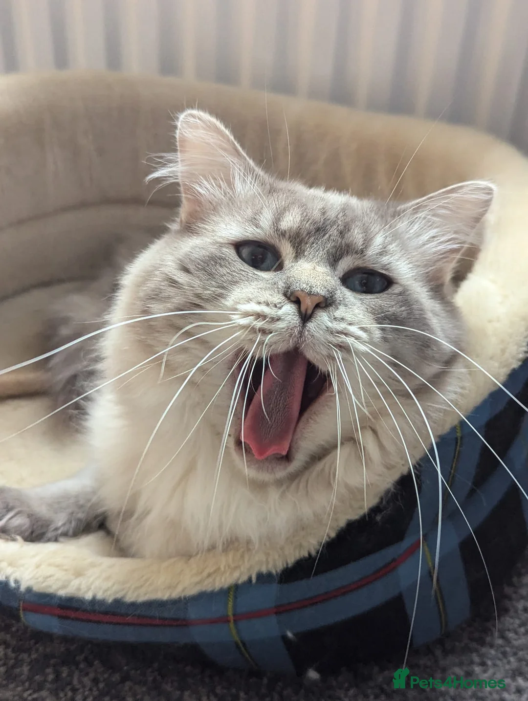 Ragdoll cats for stud: Ragdoll Stud  in Manchester - Advert 7