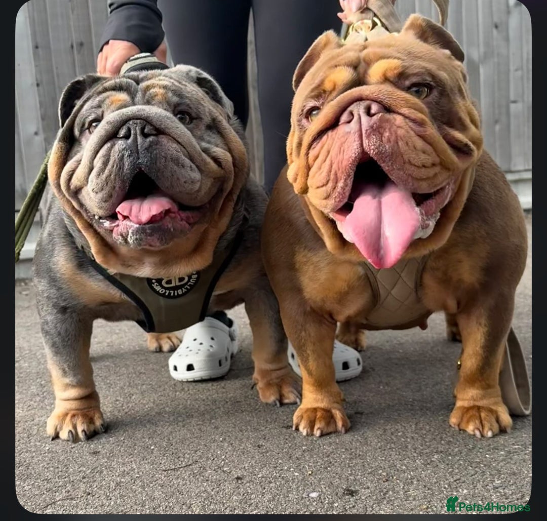 English Bulldog dogs for sale: KC Registered English Bulldogs - Image 3