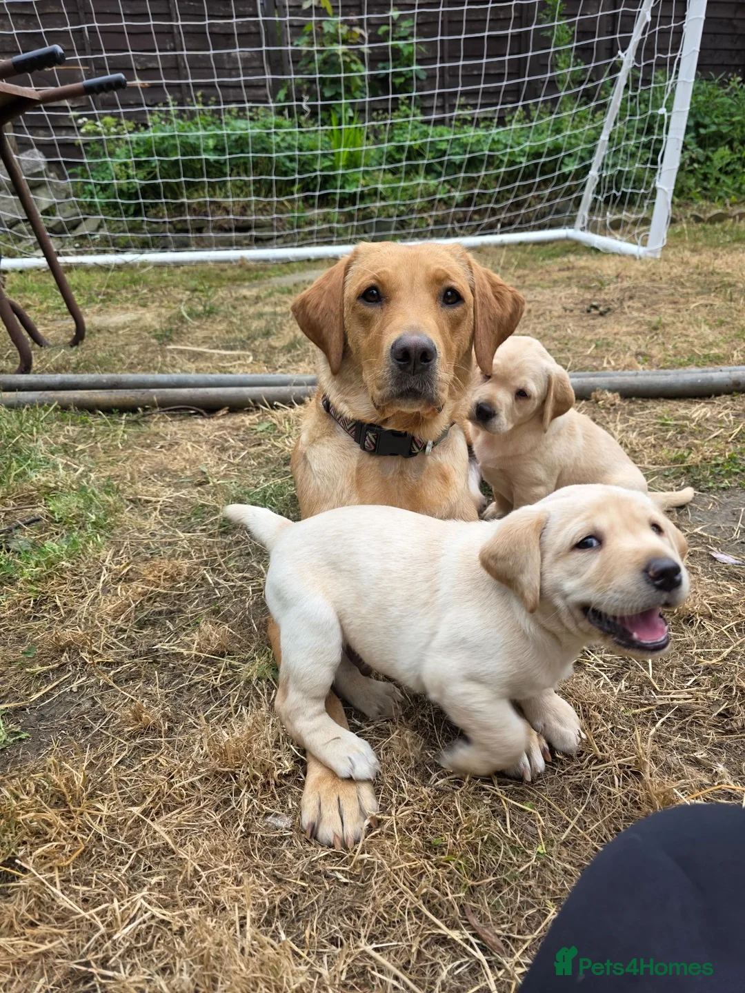 Labrador Retriever dogs for sale: Milromali labs, bred for health and temperament  in Huddersfield - Advert 2