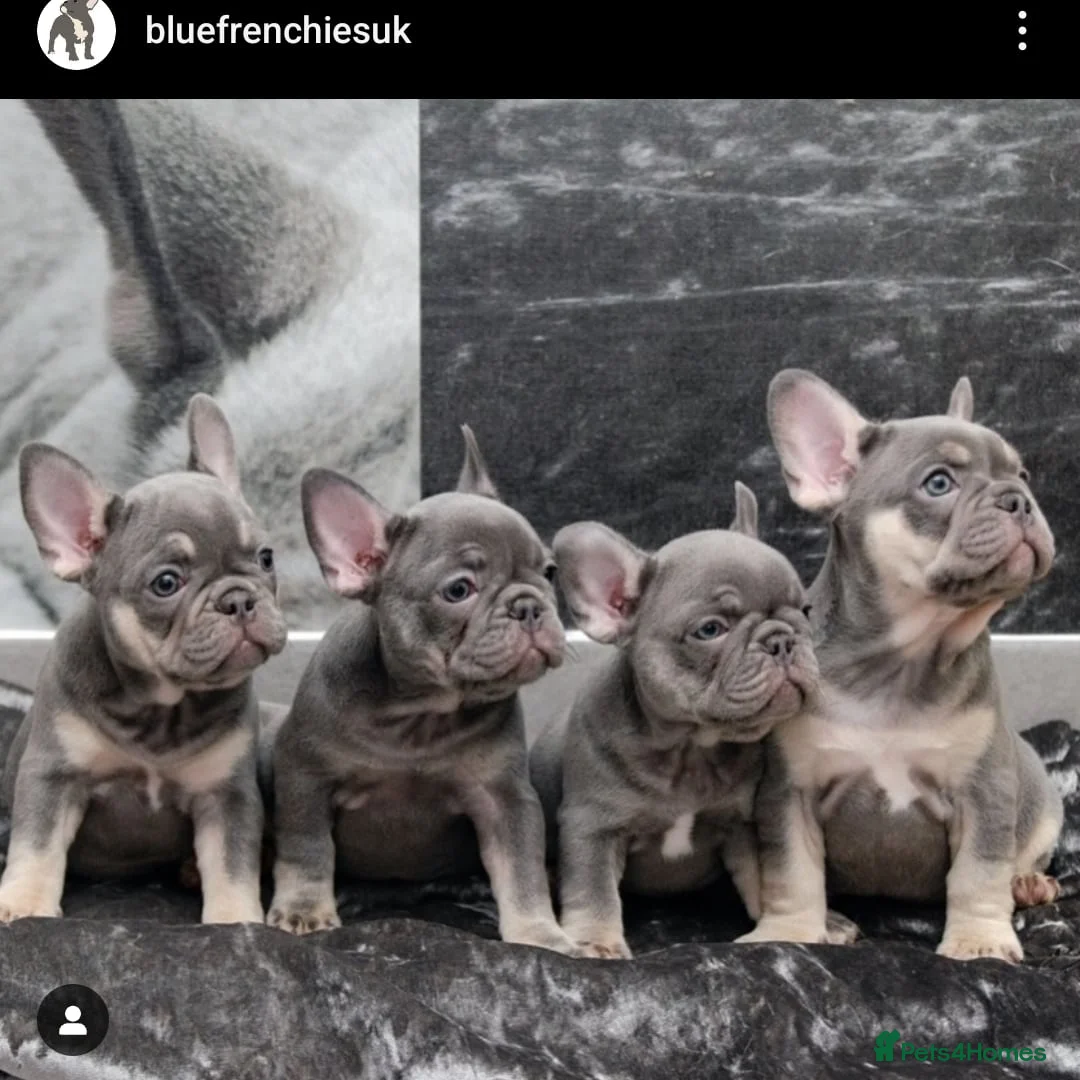 French Bulldog dogs for stud: Mayan, Rfg, bva, Silver health tested Lilac tan in Sheffield - Advert 40