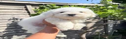 Bichon Frise dogs for sale: 🐶 Gorgeous Pedigree Bichon Frise ready to leave  - Advert 14