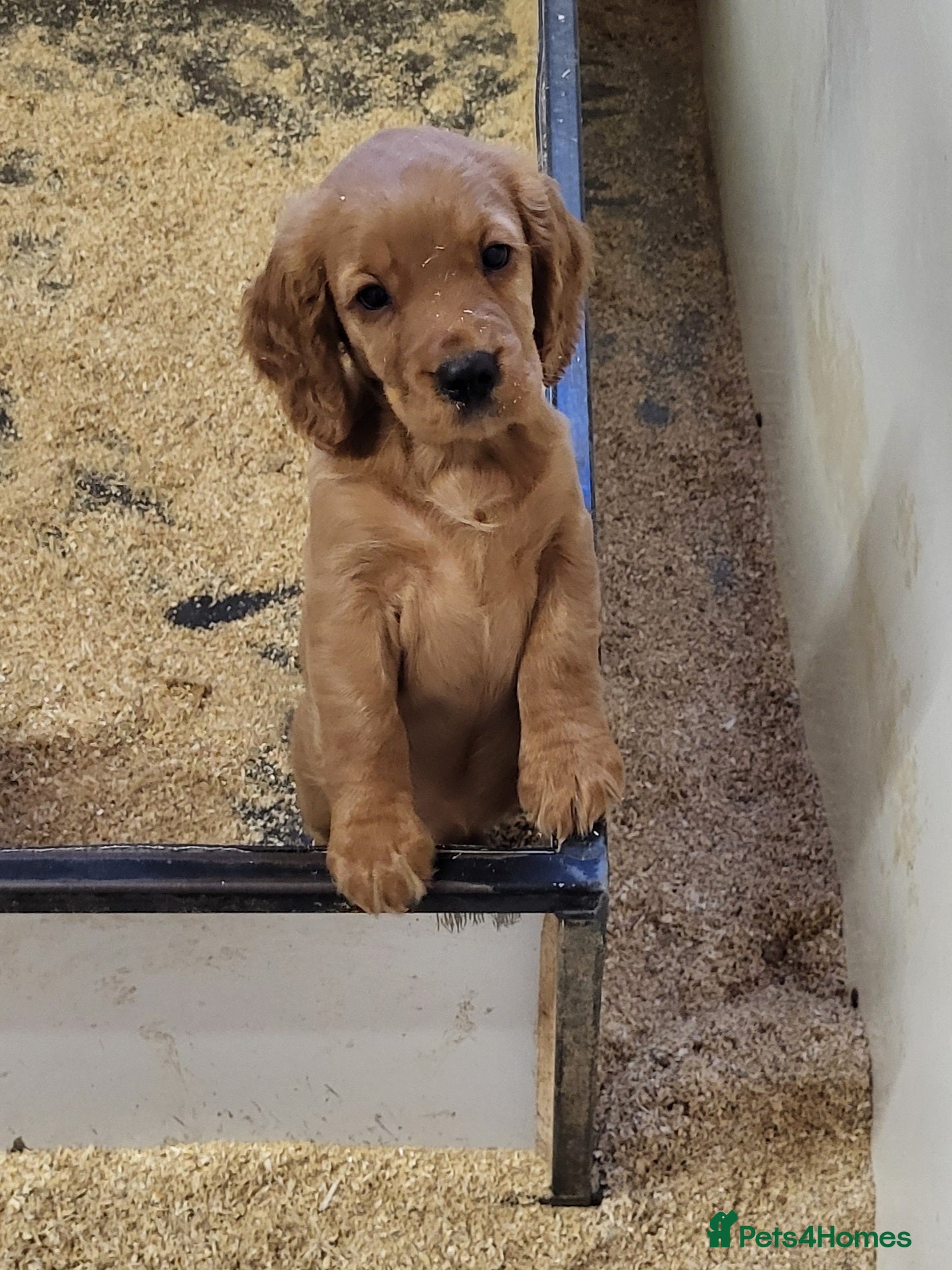 Cocker Spaniel dogs Cocker Spaniel puppies  - Advert 2