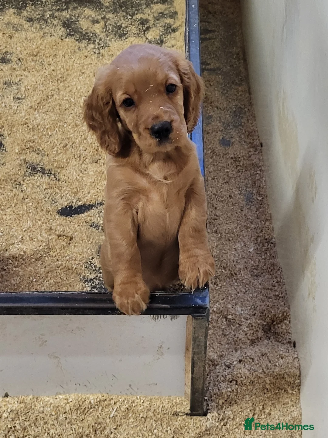 Cocker Spaniel dogs for sale: Cocker Spaniel puppies  - Advert 2