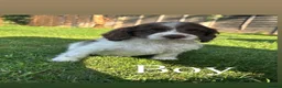 Cockapoo dogs for sale: Beautiful cockapoos  in Peterborough - Advert 5
