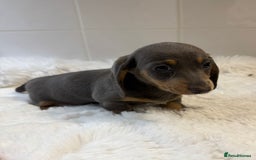 Miniature Dachshund dogs for sale: 2 stunning miniature dachshund puppy’s  - Image 29