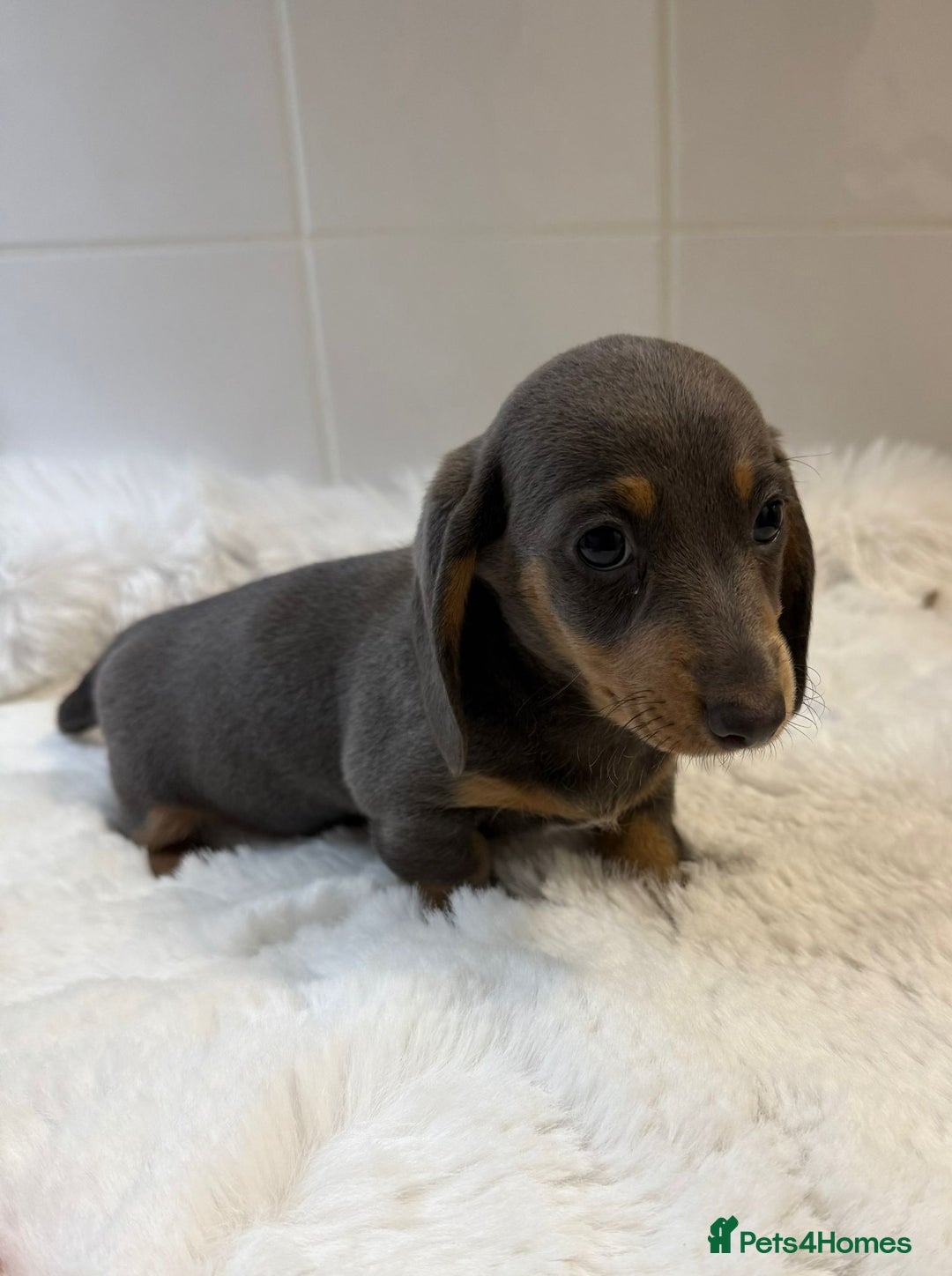 Miniature Dachshund dogs for sale: 2 stunning miniature dachshund puppy’s  - Image 29