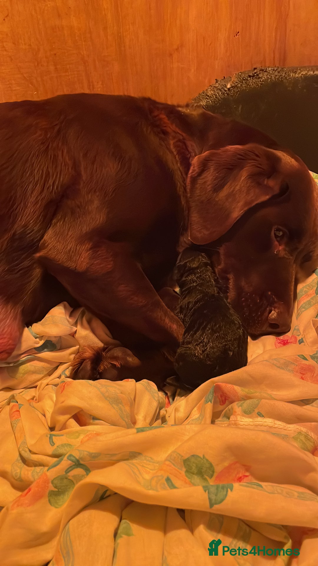 Labradoodle dogs for sale: Gorgeous black labradoodles - Advert 10