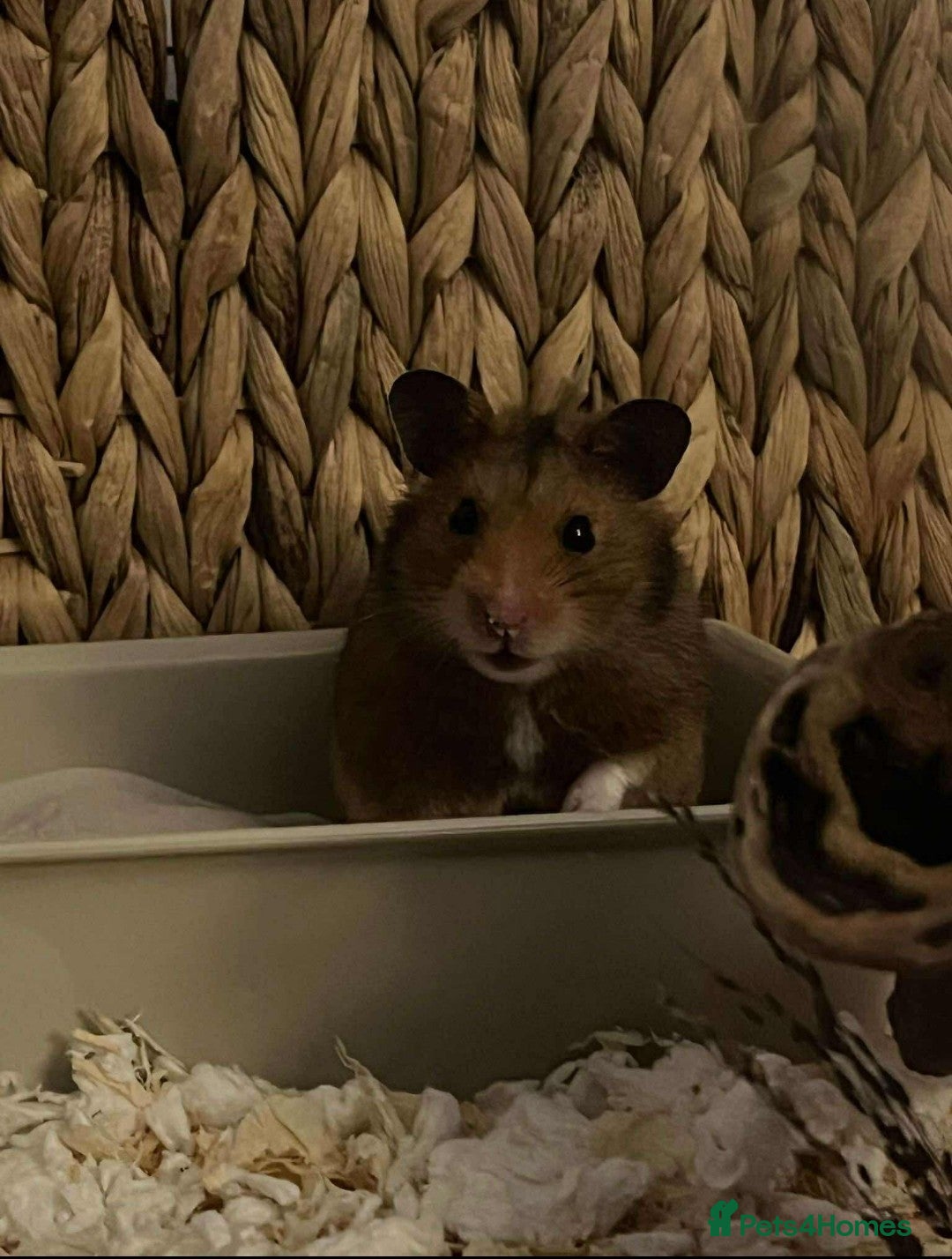 Hamster rodents for sale: Hamster for adoption  - Advert 2