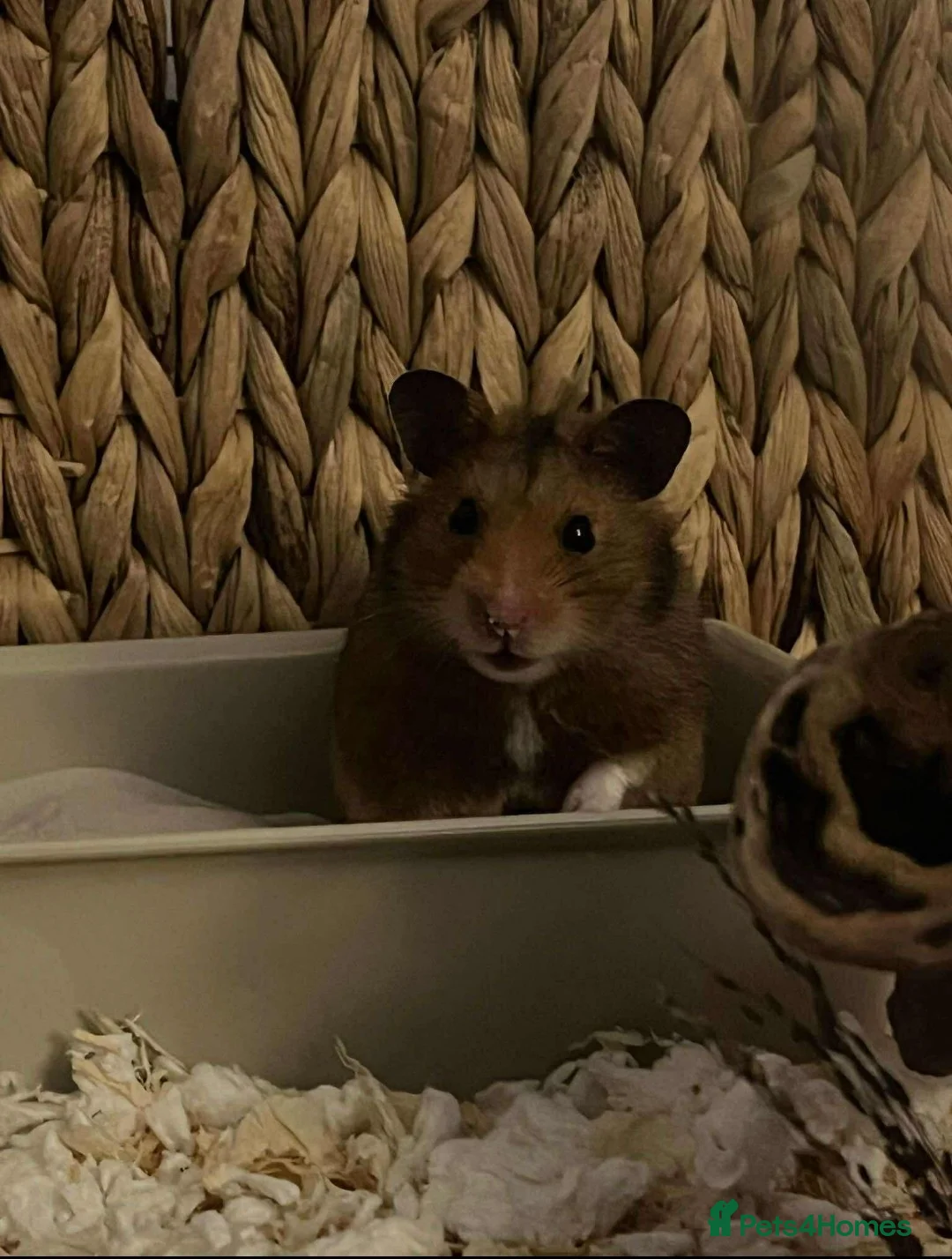 Hamster rodents for sale: Hamster for adoption  - Advert 2