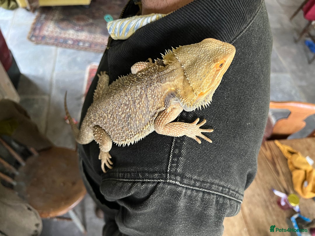 Bearded Dragon reptiles for sale: 1.5 year old Bearded dragon with kit - Image 4