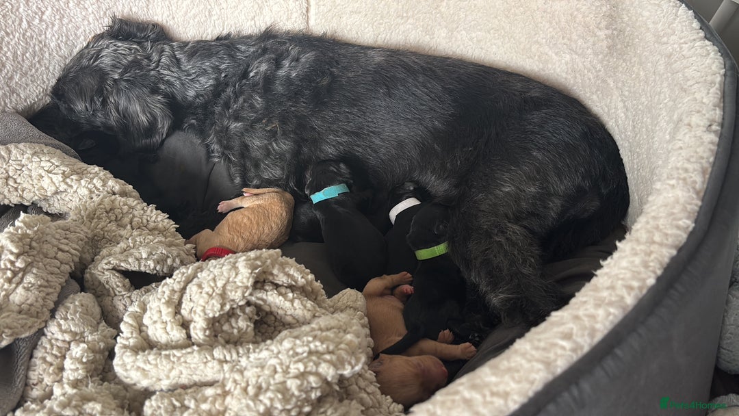 Cockapoo dogs for sale: 7 beautiful pups for sale  - Image 8