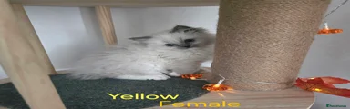 Ragdoll Kitten 2: 💙 Blue Mitted Female - Bonnie 'Yellow' Glesga