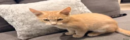 Maine Coon cats for sale: Maine coon  - Advert 7