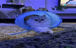 Persian cats for sale: 2 year old male Persian doll face chinchilla  - Image 8