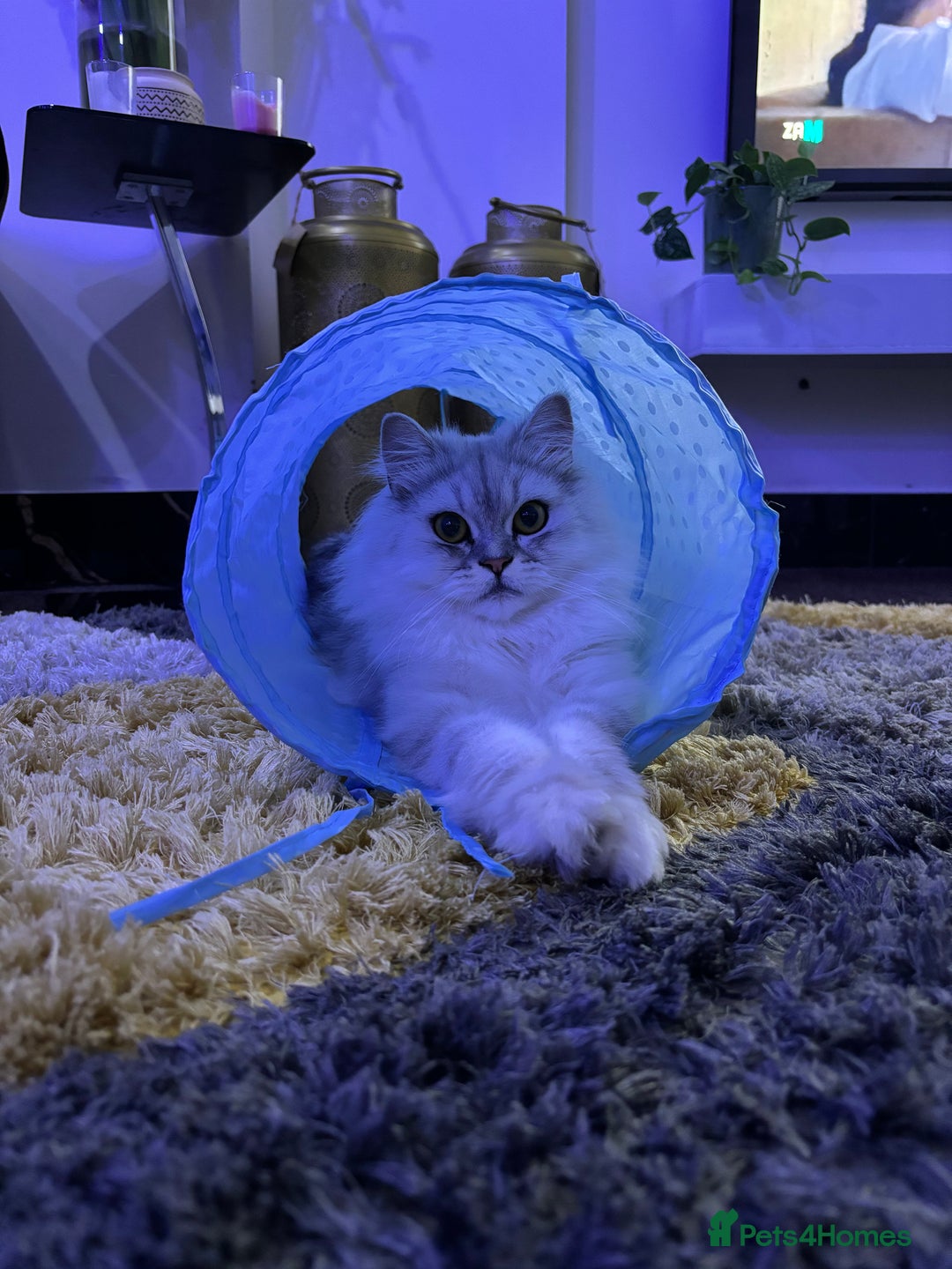 Persian cats for sale: 2 year old male Persian doll face chinchilla  - Image 8