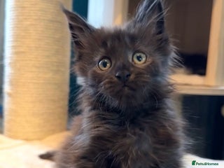 Maine Coon cats - Advert 29