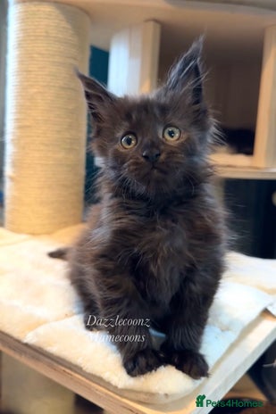 Maine Coon cats - Advert 31