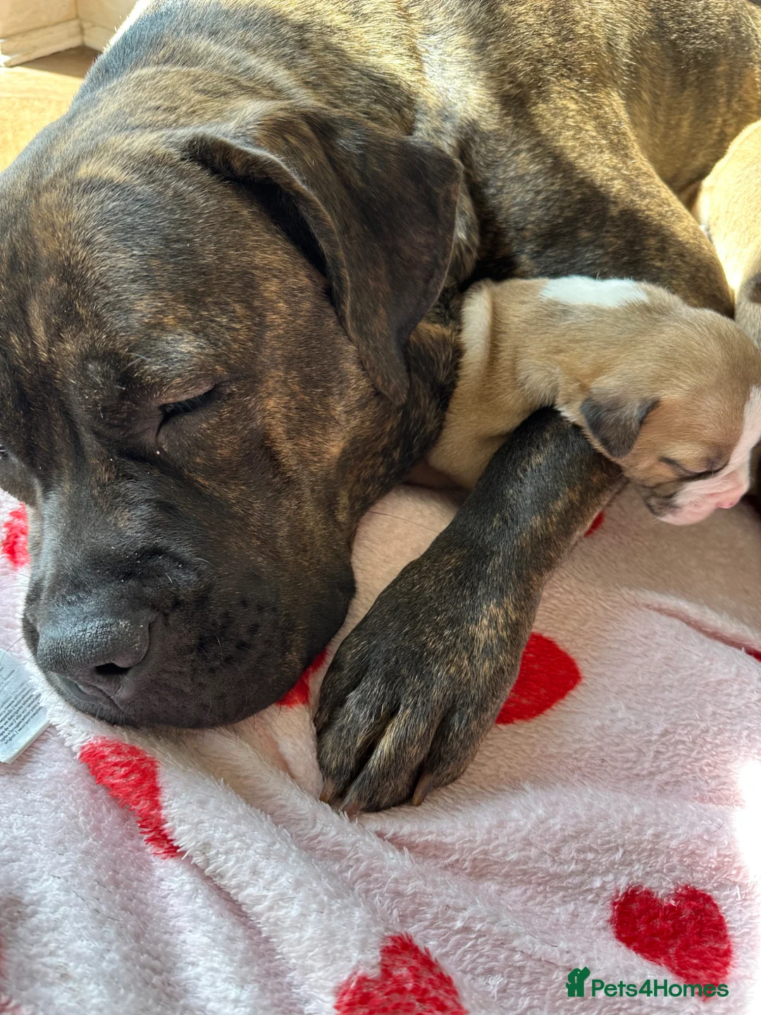 Mixed Breed dogs for sale: Staffy cross puppy's for sale - Advert 10