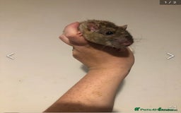 Rat rodents for sale: 2 males - Image 3