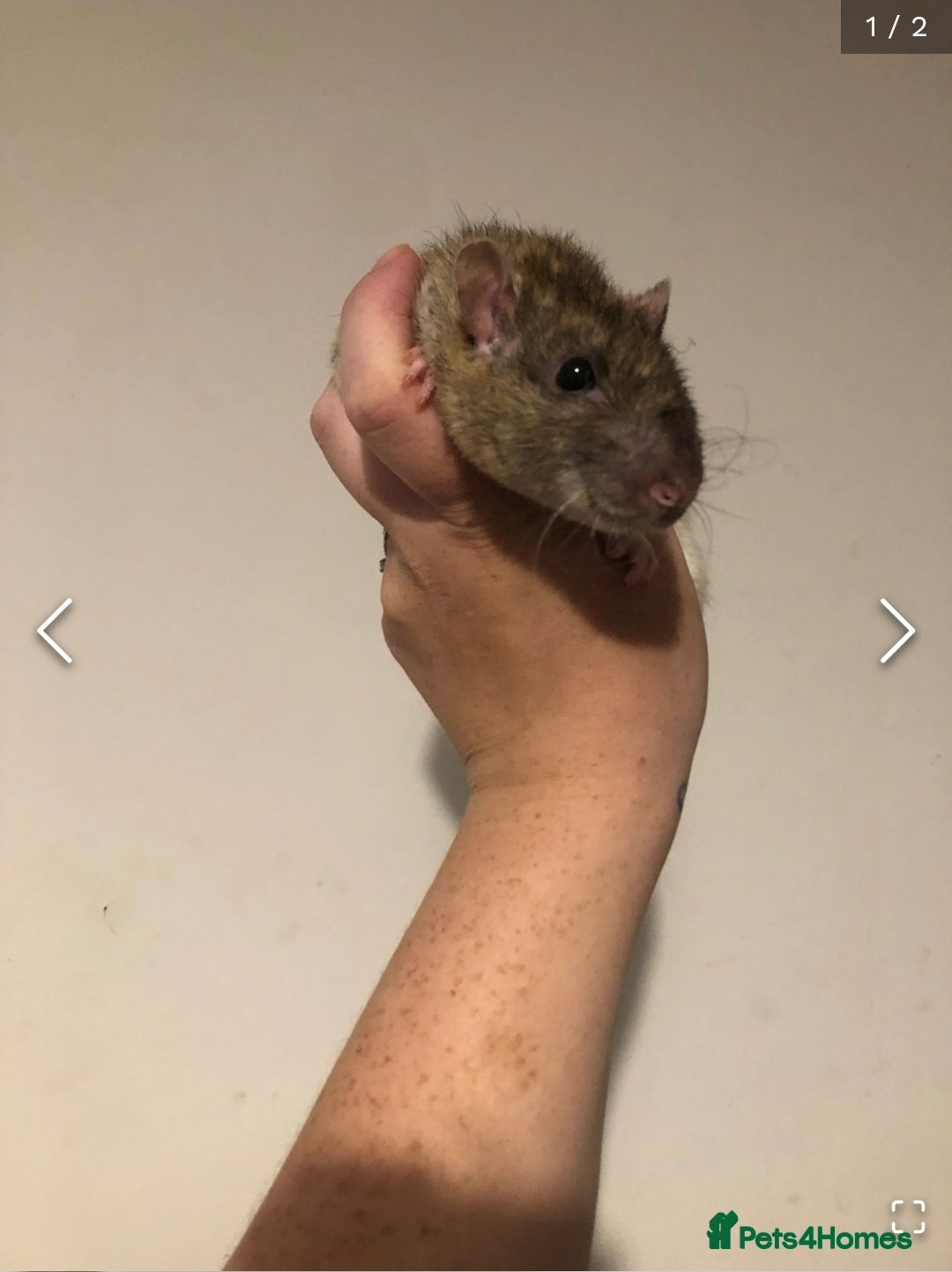 Rat rodents for sale: 2 males - Image 3