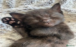 Bengal cats for sale: Mixed Stunning Bengals  - Image 26