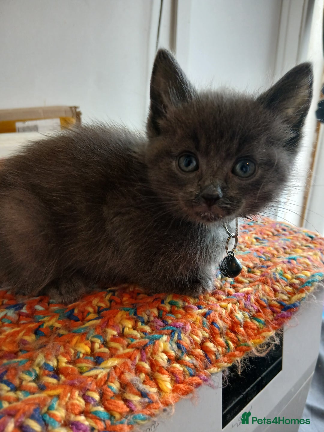 Mixed Breed cats for sale: 3 [remaining] girl kittens looking for new homes - Image 4