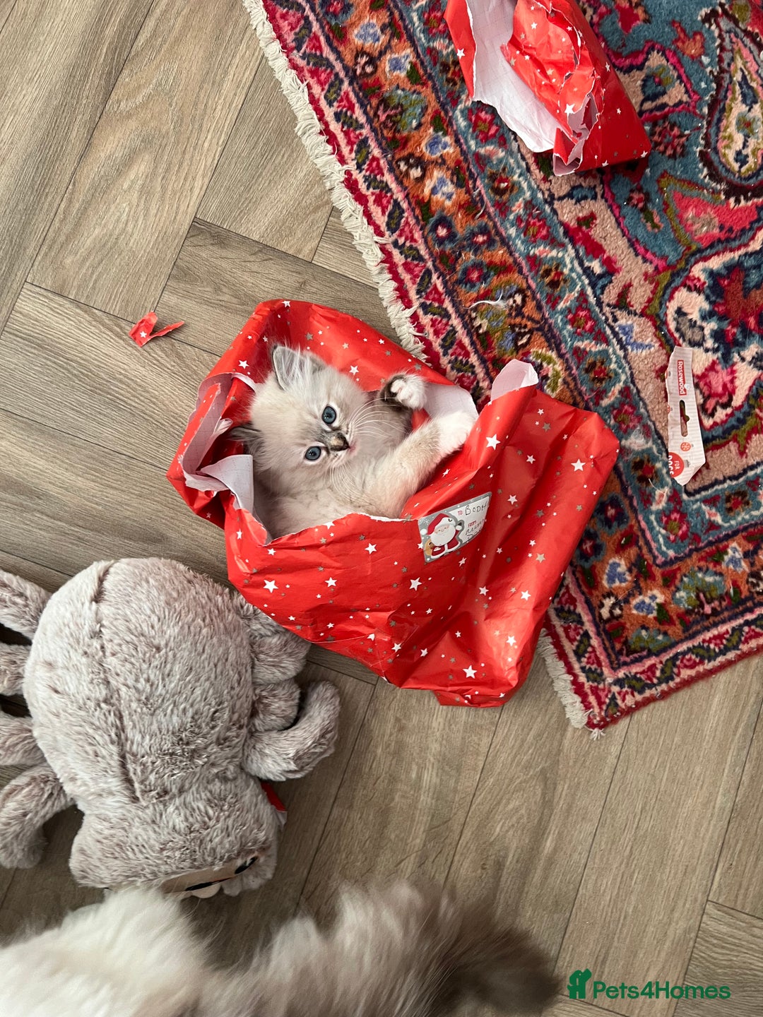 Ragdoll cats for sale: GCCF Ragdoll Kittens. Champion lines  - Advert 17