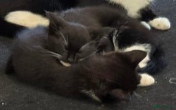 Domestic Shorthair cats for sale: Almost Identical Twins!  - Image 6