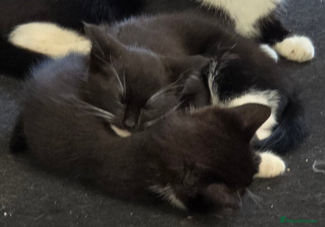 Domestic Shorthair cats for sale: Almost Identical Twins!  - Image 6