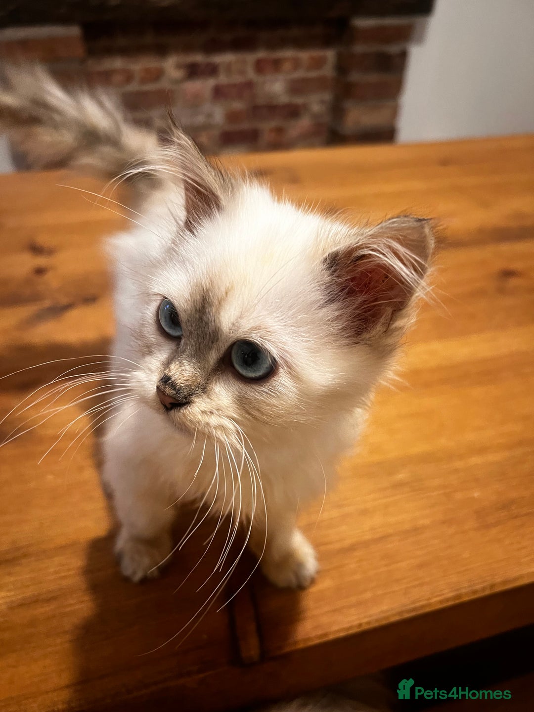 Siberian cats for sale: Three Siberian kittens!! - Image 10