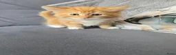 Mixed Breed cats for sale: Ginger fluffy girl for sale - Advert 11