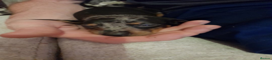 Miniature Dachshund Puppy 1