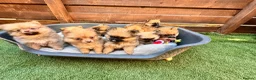 Pomeranian dogs for sale: ✨🐶 9  Beautiful Pomeranian Puppies  - Advert 6