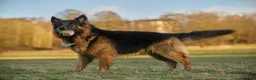German Shepherd dogs for stud: Long haired german shepherd for stud - Advert 14