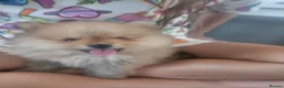 Pomeranian dogs for sale:  Pomeranian Teddy Face Russian  - Advert 17