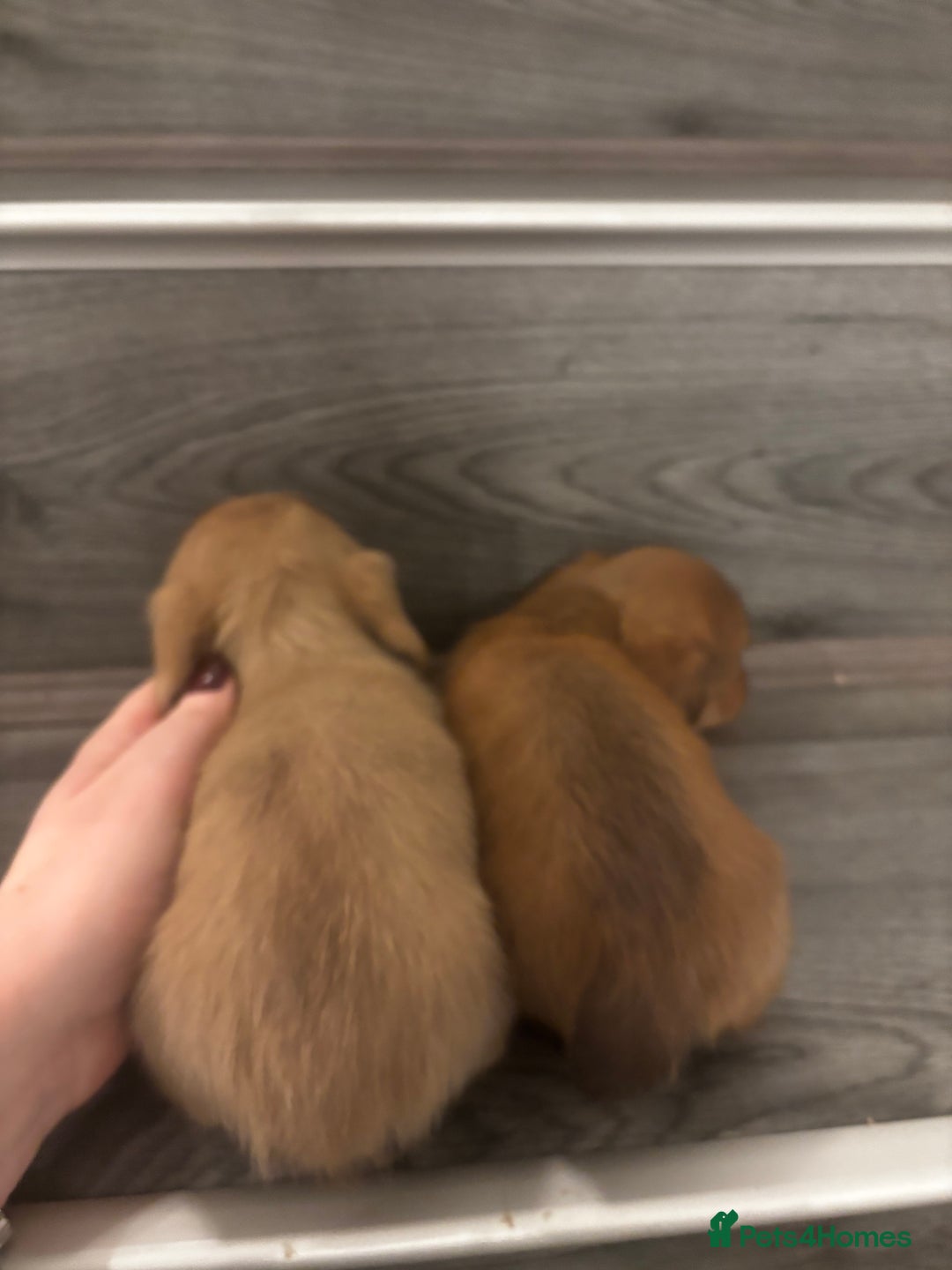 Miniature Dachshund dogs for sale: Long haired cream Puppies  - Advert 7