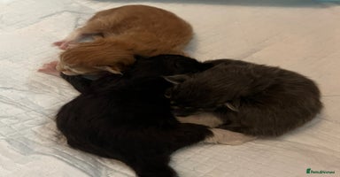 Maine Coon cats in Par - Advert 6