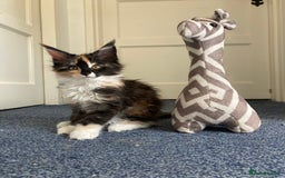 Maine Coon cats for sale: Pedigree Maine Coon Kittens (TICA) - Image 24