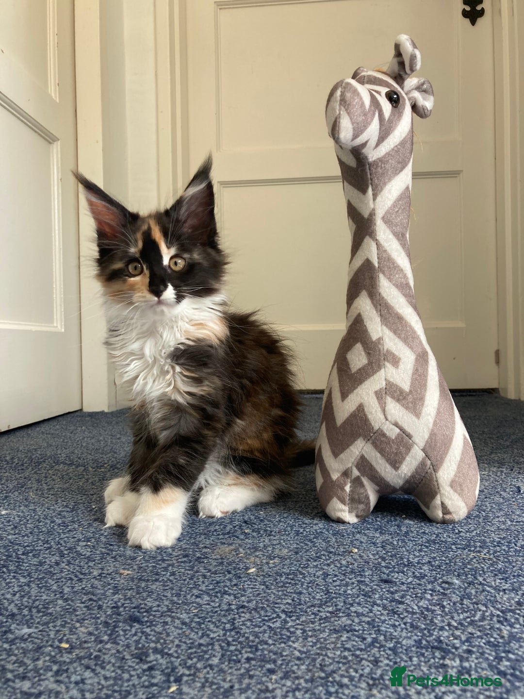 Maine Coon cats for sale: Pedigree Maine Coon Kittens (TICA) - Image 24