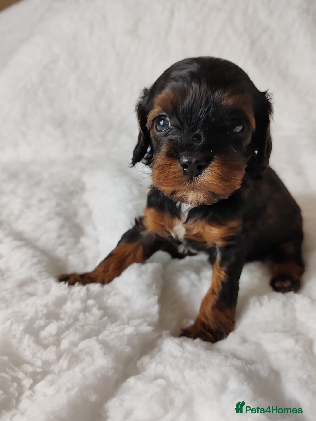 Cavapoo dogs for sale: F1 Cavapoo - Advert 20