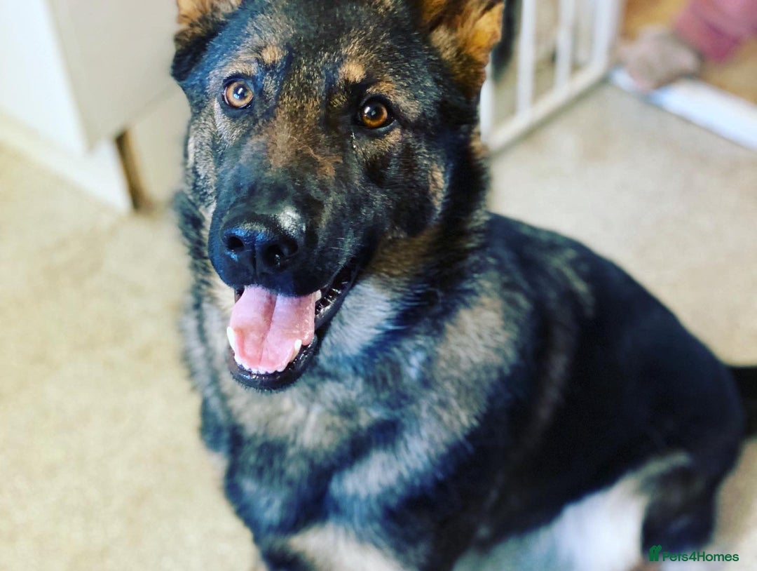 German Shepherd dogs for sale: For sale - Advert 6