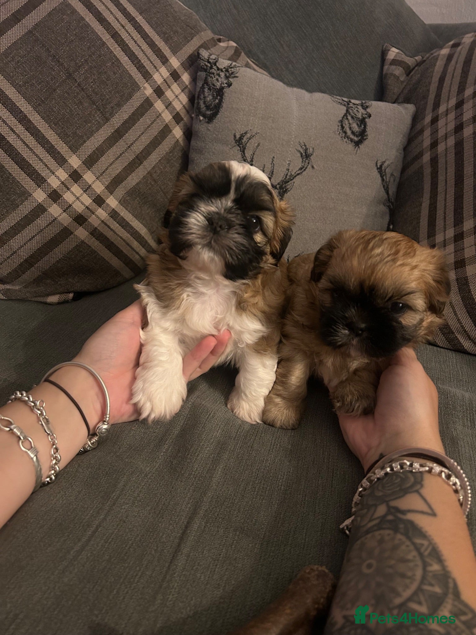 Shih Tzu dogs 1 beautiful girl & 1 beautiful boy remaining  - Advert 7