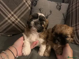 Shih Tzu dogs 1 beautiful girl & 1 beautiful boy remaining - Advert 1