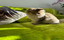 British Longhair cats for sale: British Longhair Kitten for sale  - Image 20