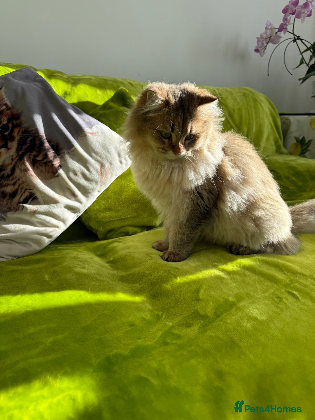 British Longhair cats for sale: British Longhair Kitten for sale  - Image 20